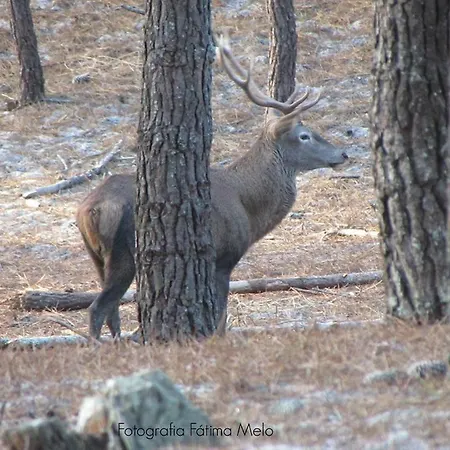בית נופש - The Little Star *