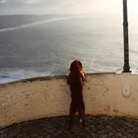 - The Little Star בית נופש נאזרה