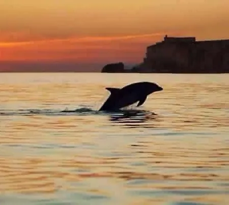 - The Little Star בית נופש